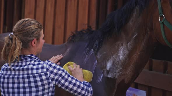 Caretaker Giving Bath To A Dark Bay Horse Wiping The Body Using A Sponge alt