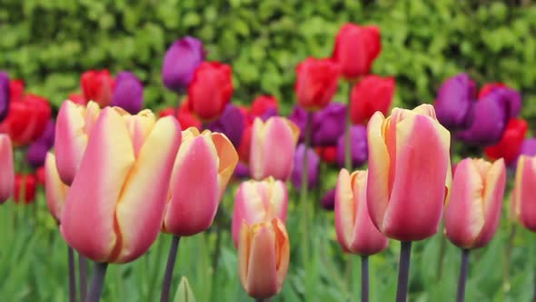 Pink And Red Flowers alt