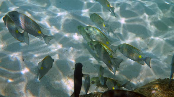 Underwater Video of Golden Rabbitfish or Siganus Guttatus School in Coral Reef of Thailand alt