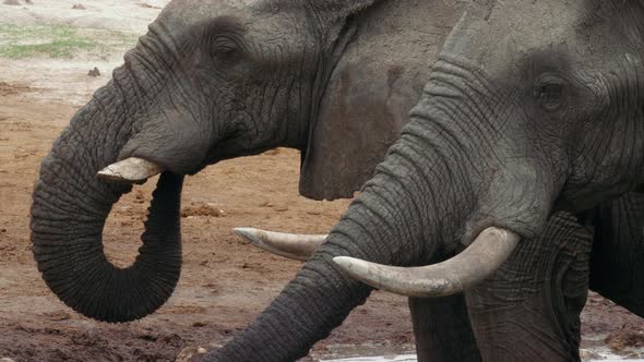 Elephants Drinking Water With Their Trunks In Nxai Pan, Botswana - extreme close up alt
