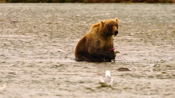 Grizzly Bear Catches And Consumes Salmon in McNeil River AK