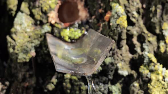 Extraction of Birch Sap in Spring