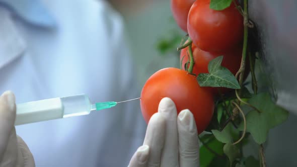 Researcher Injecting Vegetables With Growth Hormones, Conducting Lab Experiment