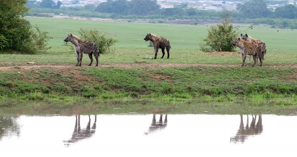 Spotted Hyena, crocuta crocuta, Group standing at Pond, Masai Mara Park in Kenya, Real Time 4K alt