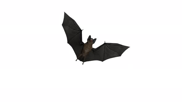 Bat Flying Bottom Wiew 4K Looped