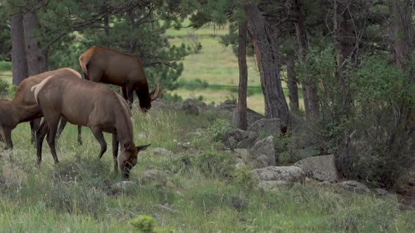Heard of elk walking in forest alt