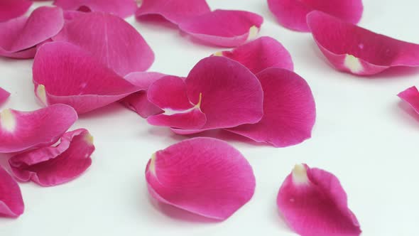 Rose Petals alt
