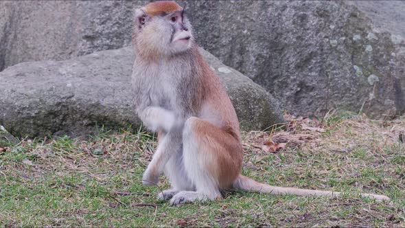 Patas Monkey (Erythrocebus patas)