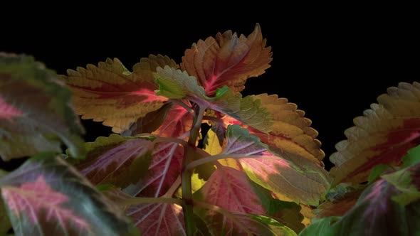Plant Time Lapse alt