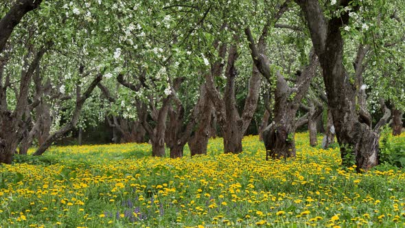 Old apple orchard blooming in springtime.
