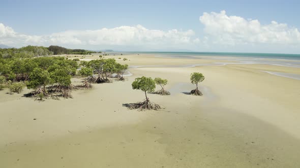 Aerial, Low Tide And Huge Sand Ocean Bed And Mangroves Growing In Queensland Australia