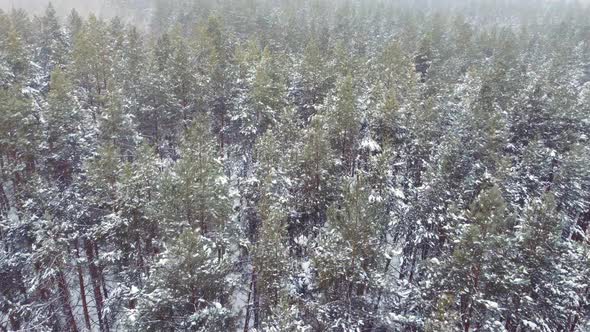 Breath Taking Fly Drone in Calm Snowfall Over Snowy Fir and Pine Trees alt