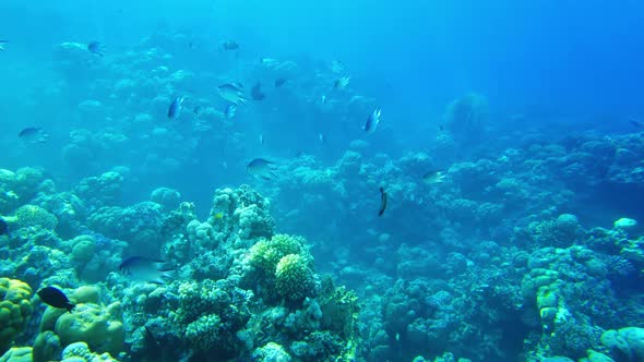 (Amblyglyphidodon Leucogaster) Swallow Fish Swims on the Background of Corals