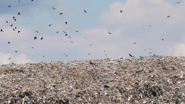 Garbage Hills in Dump in Third World Non Recycling County with Birds Fly Over