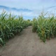 Walking Through the Corn Tunnel in the Corn Maze, First-person View - VideoHive Item for Sale