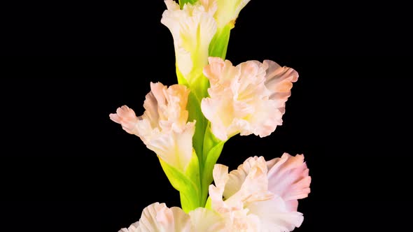 Time lapse of Opening White Gladiolus Flower alt