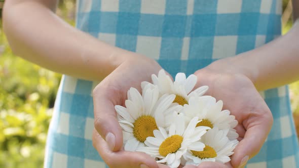 Chamomiles in Female Hands