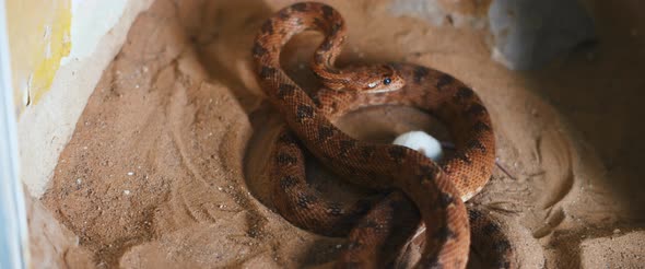 Viper snake trying to attack a small curious white mouse. alt