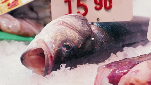 Close Up of Fish on Display in a Fish Market alt