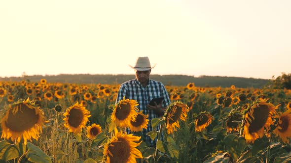 Businessman with Tablet Examines His Field with Sunflowers