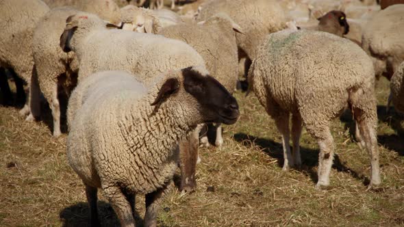 Flock of sheep standing on a narrow pasture. White sheep with black ...