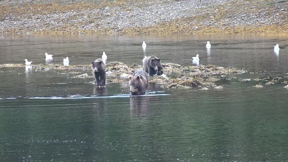 Wildlife of Alaska. Bears come to a mountain river and catch fish in it. alt