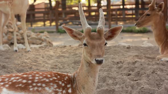 Beautiful deers in zoo