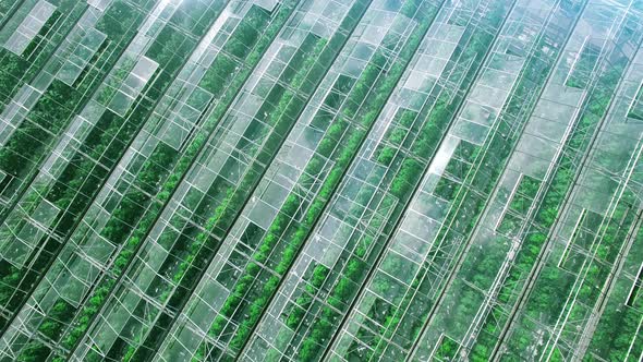 Beautiful Panorama Aerial Flight Over Industrial Greenhouses with Green Sprouts, Sun and Sky
