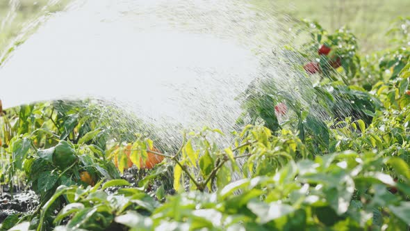 Irrigation or Watering of Vegetables When Growing Food Products alt
