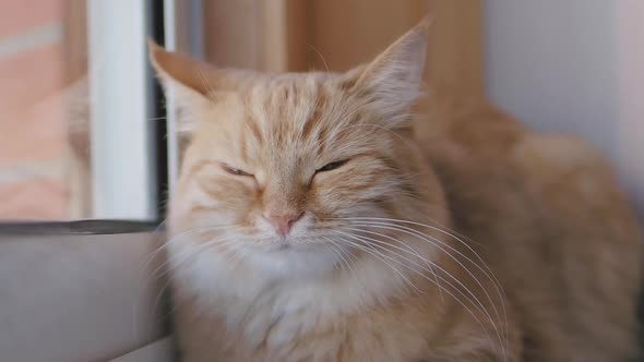 Cute Ginger Cat Dozing on Window Sill. Close Up Slow Motion Footage of Fluffy Pet. alt