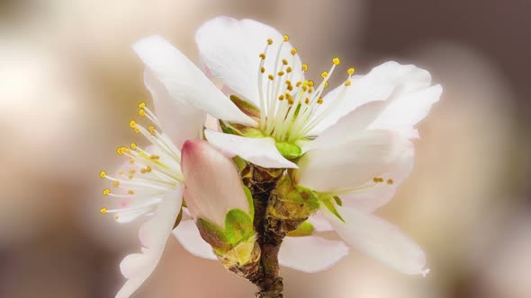 Apricot Blossom Timelapse alt