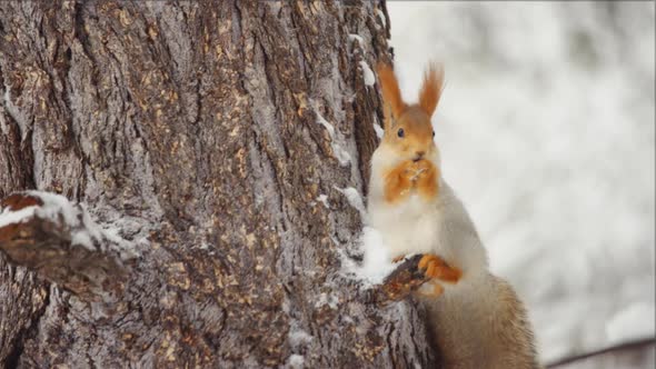 The squirrel sits and eats on a tree in the winter forest