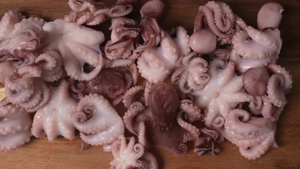 Fresh Baby Octopuses 36 alt