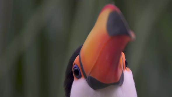 Close up of a colorful toco toucan looking peacefully at camera in nature. Detailed beak and blue ey alt