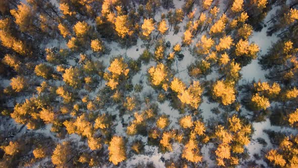Winter Pine Forest Top View From a Quadcopter
