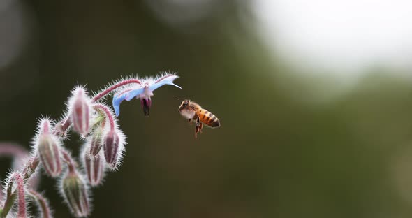 European Honey Bee, apis mellifera, Bee foraging a borage Flower, Insect in Flight, Pollination Act alt