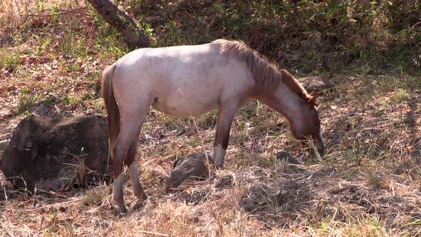 horse in dry arid grazing dry grass with wind