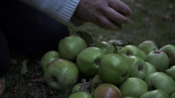 Fruit picker picking apples from the ground medium shot alt