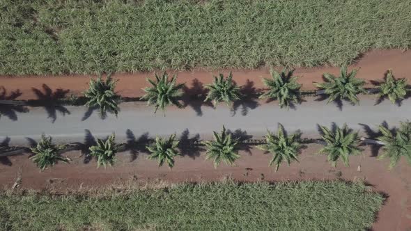 Aerial View Street From Drone Coconut Palm Trees 4k