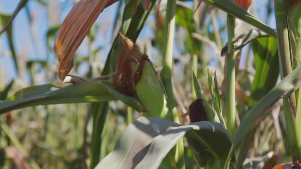 Close Up Corn Maize Agriculture Nature Field alt
