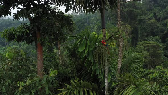 Scarlet macaw that is eating from the fruits of a palm tree in tropical rainforest of south america alt