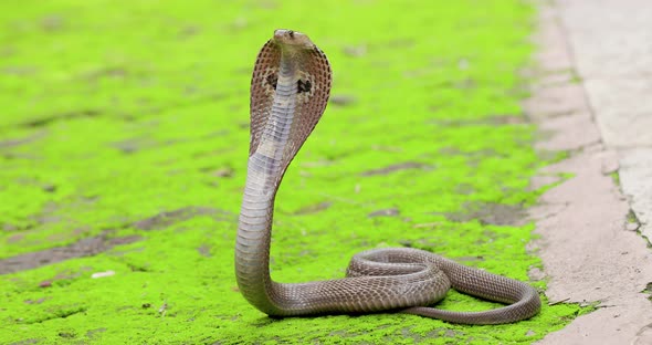 Wide Shot Dangerous Indian spectacled Cobra Snake venomous with its hood out to strike on green isol alt