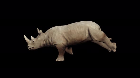 rhinoceros run