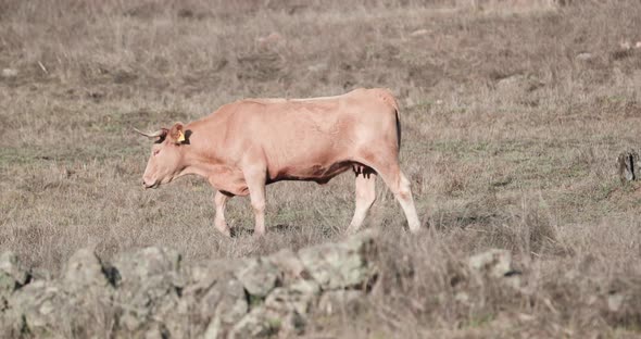 Alentejana Cow Strolling Around The Old Cattle Farm With Stone Walls In Alentejo, Portalegre, Portug alt