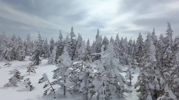 Snowy Forest Winter alt