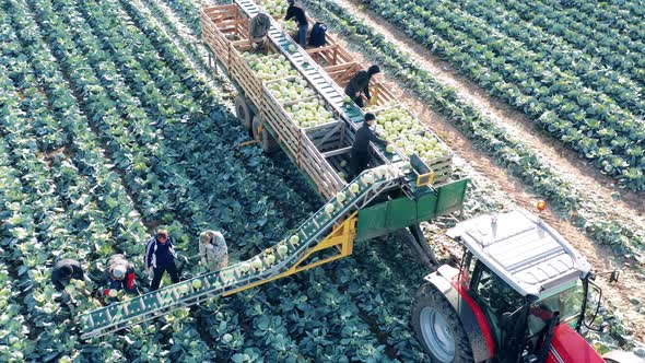 Farmers are Using Harvester Conveyor to Collect Cabbage, Stock Footage