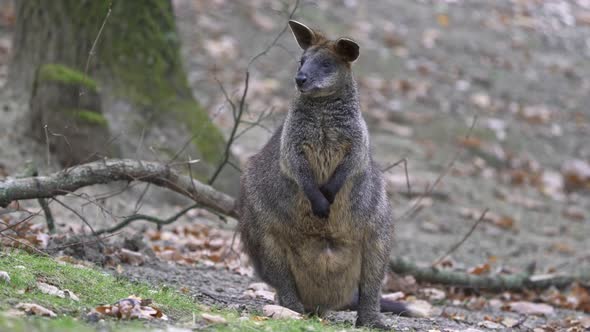 Swamp Wallaby, Wallabia bicolor. Known as the black wallaby