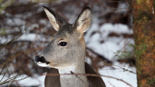 Wild roe deer in winter nature. Capreolus capreolus.