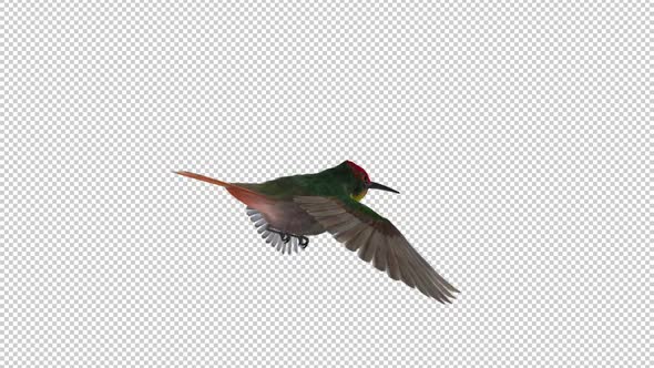 Hummingbird - Ruby Topaz - Flying Loop - Back Angle View Closeup - Alpha Channel