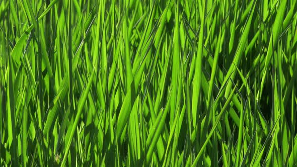 Green Grass alt